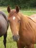 Qaurter Horse Stute 2, 5J