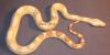 Boa constrictor albino   sharp line   1.500, - Euro