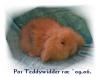 Teddywidder Löwenwidder Rexlöwenwidder