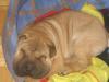 Verkaufe Shar-Pei Welpen