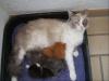 Heilig Birma / Perser Babys