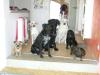Hundesitter,  Hundebetreuung, Gassi gehen,  Urlaubsbetreuung, ...