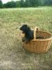 Schnoodel-Welpen  Mittelschnauzer/ Kleinpudel