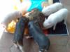 Minischwein Babys,  bekannt aus TV suchen ein neues zu Hause