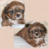 ----------------------shih tzu-----------------