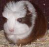 Meerschweinchen-Jungtier, Coronet-Böckchen