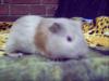 Meerschweinchen
