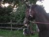 Schicker Welsh D Wallach,  4 Jahre