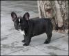 Bouledogue Francais Welpen