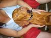 8 Monate alter Magyar Vizsla zu verkaufen
