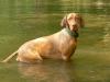Hundebetreuung/ Spielgefährte gesucht
