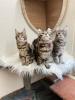 Maine Coon Kitten mit Schmuseabitur und Papieren