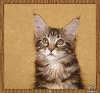 Maine Coon Hobbyzucht
