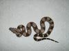 boa constrictor constrictor
