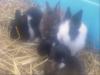 6´kleine Zwergkaninchen zu verkaufen