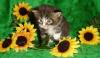 Wunderschöne Maine Coon Babys abzugeben