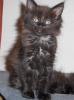 Maine Coon Mädchen (typvoll)