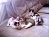 Katzen Babys
