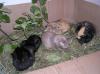 Heu für Kaninchen,  Meerschweinchen und andere Nager