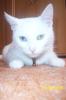 Hilfe....BKH-Dame sucht Siam-Kater für die käufliche Liebe