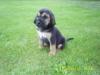 Blodhound Welpen in black   tan