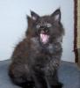 Maine Coon Kater