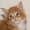 Maine Coon Hobbyzucht