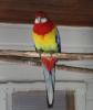 Platycercus eximius - ROSELLASITTICH /  PRACHTROSELLA