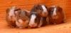 Junge Meerschweinchen abzugeben. (männl./ weibl.)