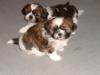 Shih-Tzu Welpen Weiblich mit Stammbaum