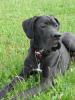 Deutscher Doggenrüde  Eros  sucht ein liebevolles neues Zuhause