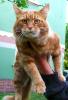 Maine Coon Kater 3 Jahre alt.