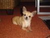 Chihuahua Hündin,  Kurzhaar,  hellbeige,  3 Jahre