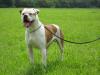 Timberland s American Bulldog