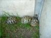 verk. griechische landschildkröten