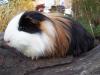 Rassemeerschweinchen aus gepflegter Hobbyzucht