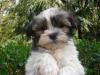 SUCHE Malteser /  Havanese /  Bolonka /  Shi Tzu MIX