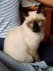 Suche Siam (alter Typ) Deckkater für 2009