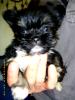 süsse Yorkiemixbabys 9 Wochen alt in beste Hände