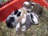 hallo meine samira ihre babys sind da
