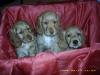 wundervolle Cockerspanielwelpen in beste Hände abzugeben!!!