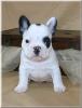 French Bulldog  Welpen