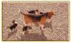 supersüße Beagle/ Jack Russell