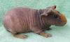 Skinnys /  Skinny-Pigs /  Nacktmeerschweinchen