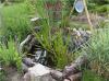 Garten in Berlin-Schöneberg - 10829