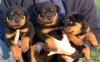 Rottweiler ADRK LZ Rottweilerwelpen,  8 Wochen,  V: DM 08   M: ES 06