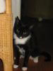 samira sucht neues, liebevolles zu hause