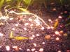 Yellow fire Garnelen sehr schöne gelbe Garnele