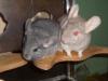 zwei Chinchilla-Weibchen suchen ein neues Zuhause