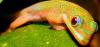BIETE:    P.laticauda-laticauda Goldstaubtaggecko